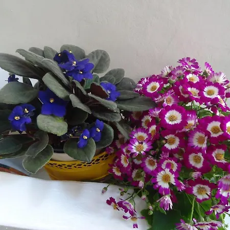 Affittacamere Dafne Bari